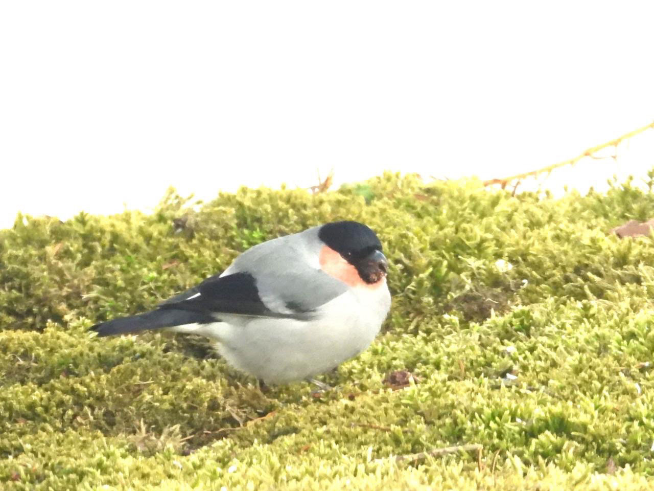 鳥（ウソ）が佇む様子